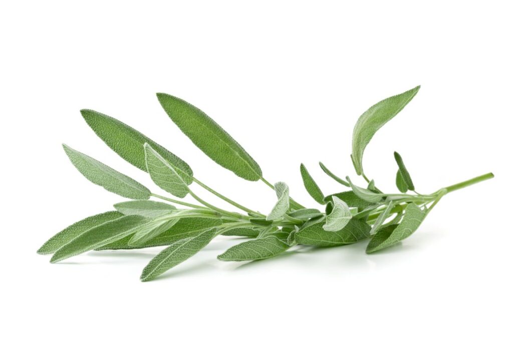 A sprig of sage.